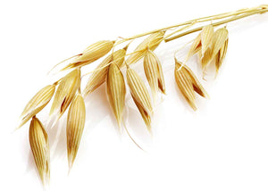 Avoine fleurie herboriterie les ames fleurs