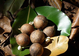 Huile non raffinee de Calophylle (tamanu) Herboristerie les ames fleurs