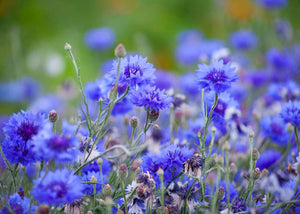 Hydrolat de centaurée bleuet herboristerie les âmes fleurs