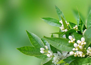 hydrolat de néroli (fleur d'oranger) herboristerie les âmes fleurs