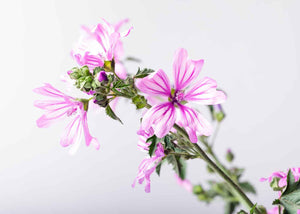 hydrolat de mauve herboristerie les âmes fleurs