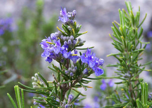 Hydrolat de romarin biologique Herboristerie les âmes fleurs