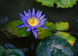 Fleurs de lotus bleu biologique herboristerie les ames fleurs