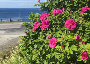 Hydrolat de rose Qualité qc herboristerie Les Âmes Fleurs