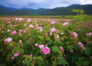 Hydrolat de rose de damas Herboristerie les âmes fleurs