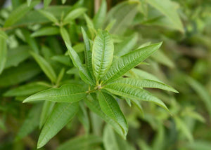 hydrolat biologique de verveine odorante herboristerie les ames fleurs