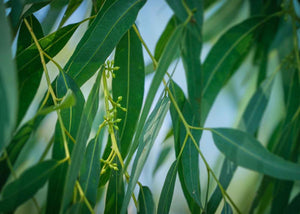 hydrolat biologique d'eucalyptus globuleux herboristerie les ames fleurs