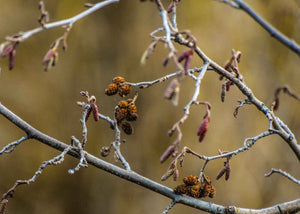 Poivre des dunes herboristerie les ames fleurs