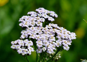 Extrait oleique achillee millefeuille Les Ames Fleurs