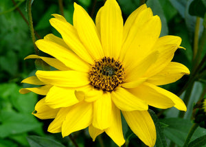 Extrait oleique arnica Les Ames Fleurs