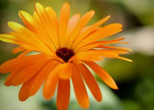 Extrait oleique calendule herboristerie Les Ames Fleurs