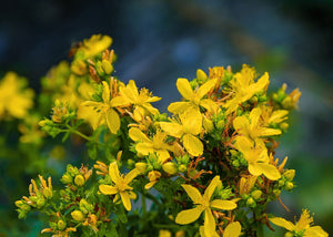 Extrait oleique millepertuis Les Ames Fleurs