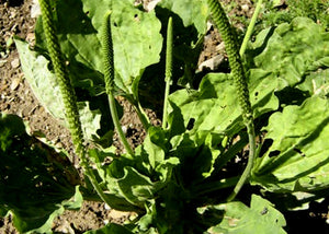 Extrait oleique plantain Les Ames Fleurs