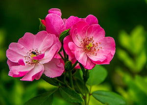 Extrait oleique rose Les Ames Fleurs