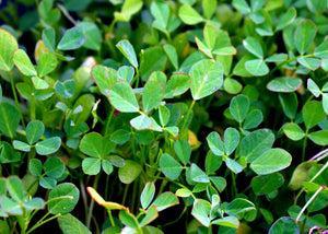 Fenugrec - Huile végétale biologique 100 ml