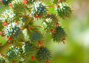 Ricin - Huile Biologique