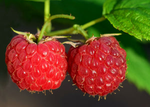 Huile pepins de framboise Les Ames Fleurs