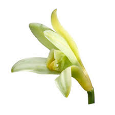Natural VANILLA FLOWER fragrance