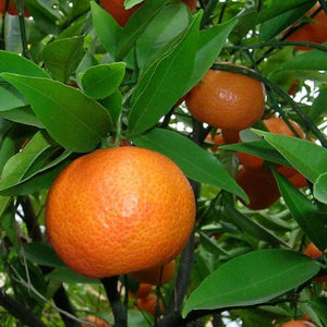 Mandarine verte - Huile essentielle biologique