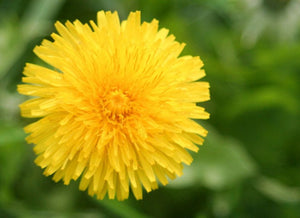 Racines de pissenlit bio