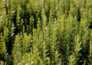 Romarin Qualité Québec Les Ames Fleurs