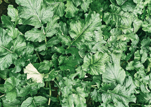 Roquette - Huile végétale biologique | Aroma-Zone
