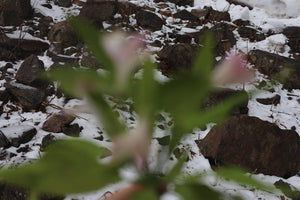Different solvents for medicinal plants