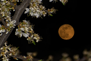 Of Plants and Planets | A short tale of Greek mythology