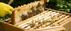 L'impact de la cire d'abeille sur la santé de la peau – Les Âmes Fleurs