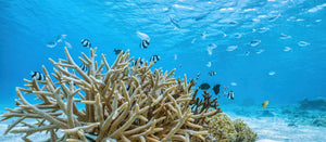 Nanoparticles and plastic microbeads threaten marine life