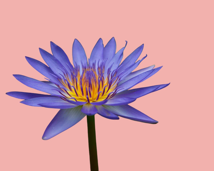Lotus bleu égyptien bio 100 g
