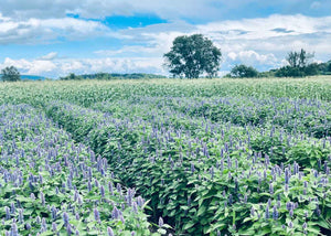 Agastache - Hydrolat qualité Qc