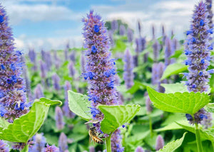 Agastache - Hydrolat qualité Qc