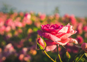 Cire florale de rose herboristerie les âmes fleurs