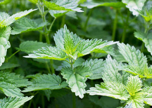 Hydrolat d'ortie Herboristerie les âmes fleurs