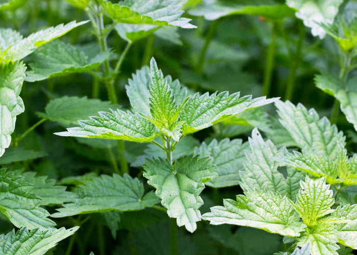 Nettle - Hydrosol Quality Qc