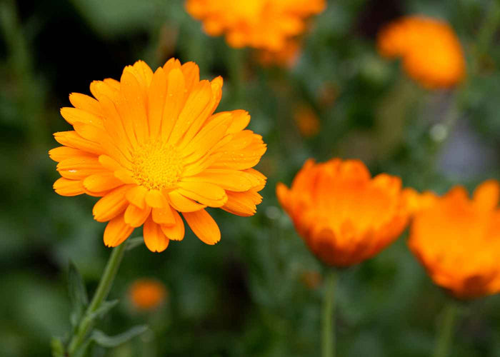 Calendula - Qc quality hydrosol