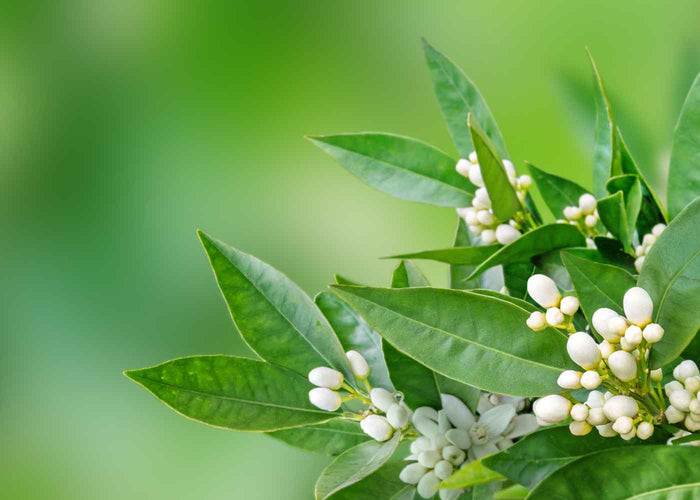 Neroli (orange blossoms) - Hydrosol organic