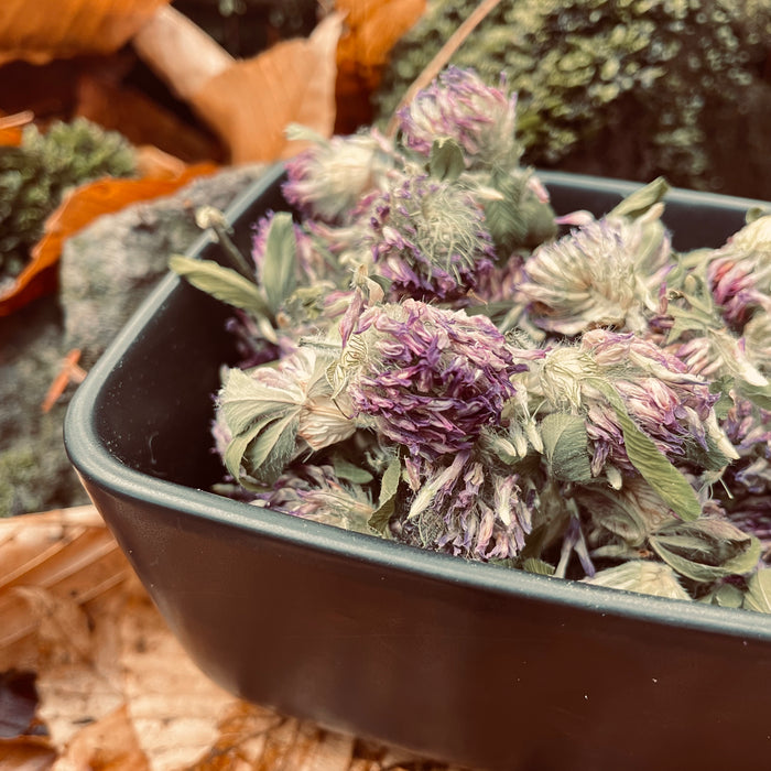 Whole red clover - QC quality 50 g