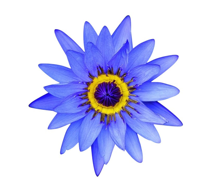 Egyptian blue lotus organic 50 g