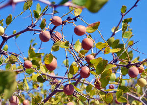 Sidr biologique en poudre Herboristerie les ames fleurs