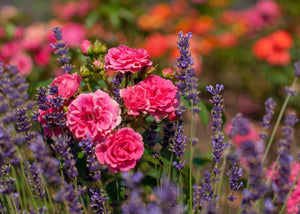 Tonique florale Herboristerie les ames fleurs