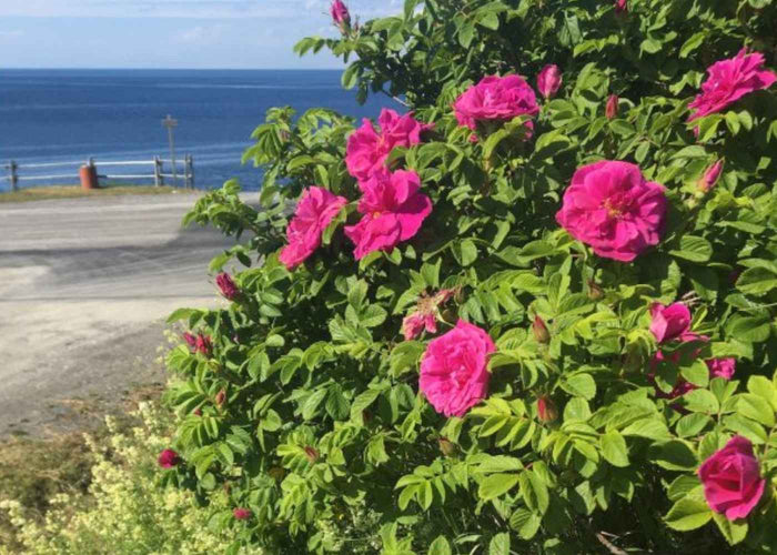 Rose biologique - Hydrolat Qualité Qc - avec vaporisateur