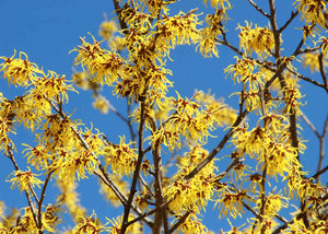 Hydrolat d'Hamamelis herboristerie les âmes fleurs