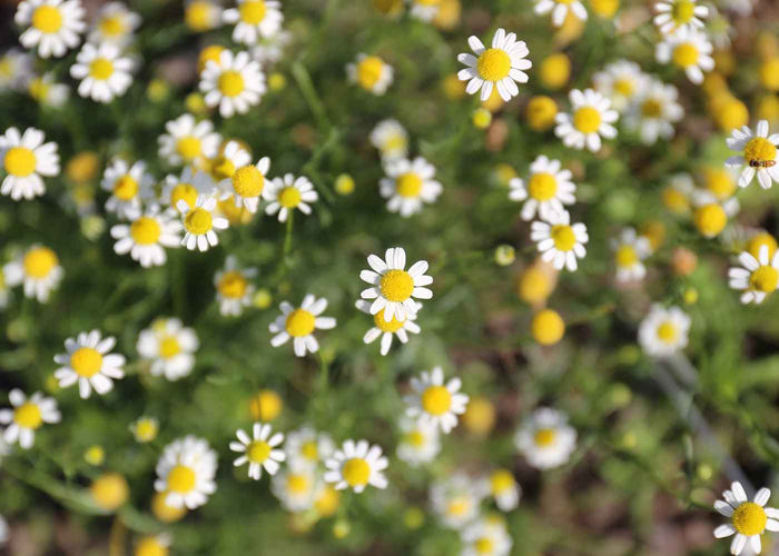 Camomille allemande - Hydrolat avec conservateur