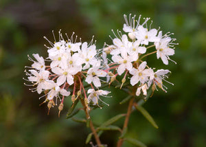 Hydrolat de fleurs de thé du Labrador herboristerie les âmes fleurs