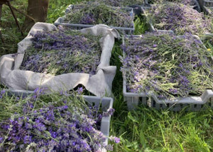 Hydrolat de Lavande qualité Qc herboristerie les âmes fleurs