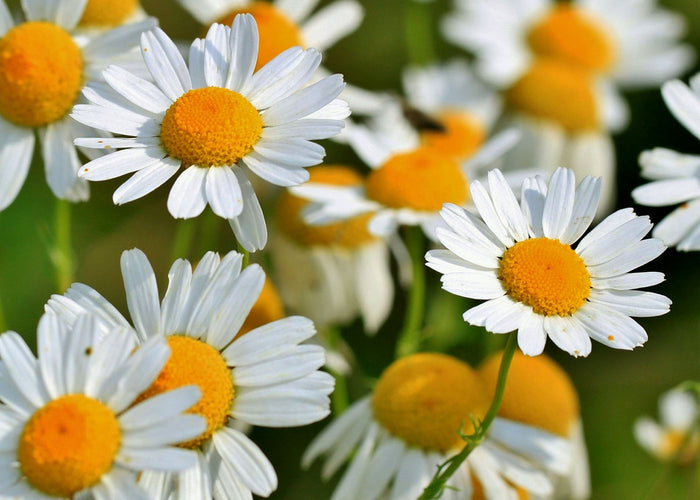 Chamomile - Macerated oil