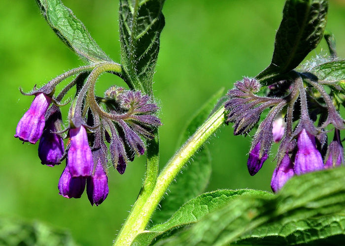 Comfrey - Macerated oil