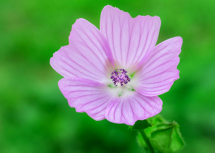 Mallow - Macerated oil